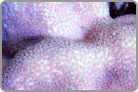 Pink Polyp Rarity. Fiji Collected